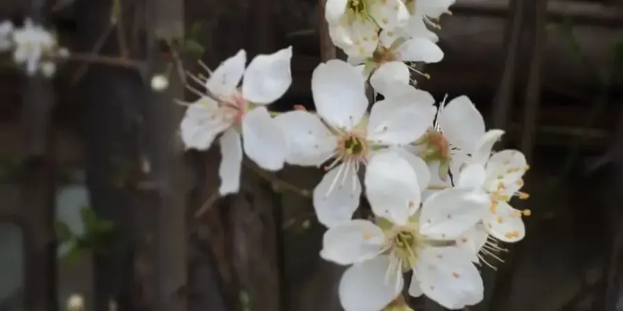 Albaricoquero en flor, un frutal que se poda al final del invierno