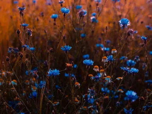 Flores azules en un campo al atardecer